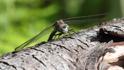 Aeshna caerulea (Azure Hawker) male 2.JPG